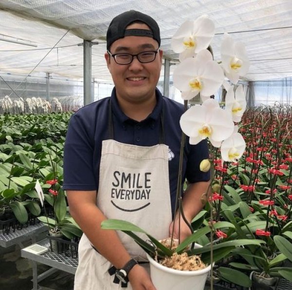 画像3: 農園直送胡蝶蘭1本立(ご注文後最短3営業日後の出荷) ホワイト (3)