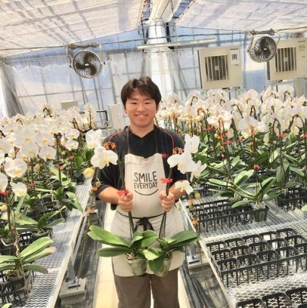 画像4: 農園直送胡蝶蘭1本立(ご注文後最短3営業日後の出荷) ホワイト (4)