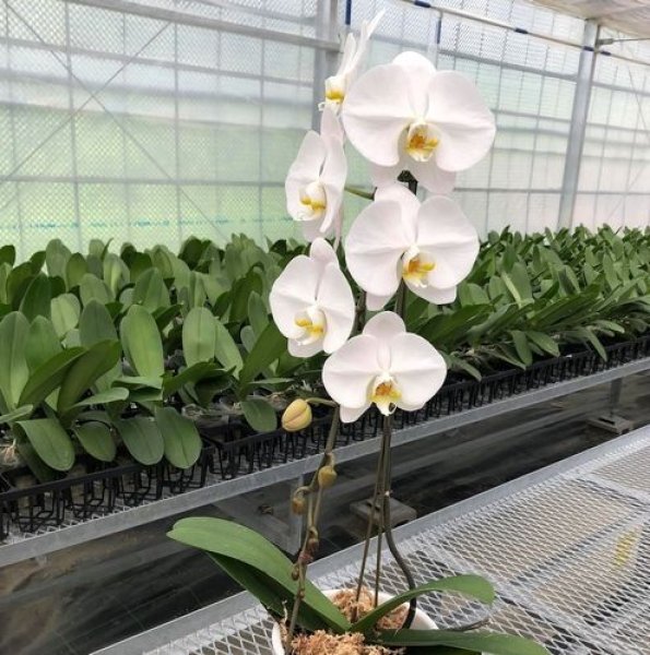 画像2: 農園直送胡蝶蘭1本立(ご注文後最短3営業日後の出荷) ホワイト (2)